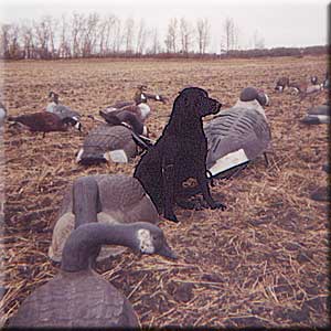 Manitoba Waterfowl Hunting