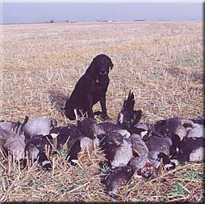 Manitoba Waterfowl Hunting