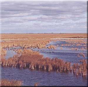 Manitoba Waterfowl Hunting